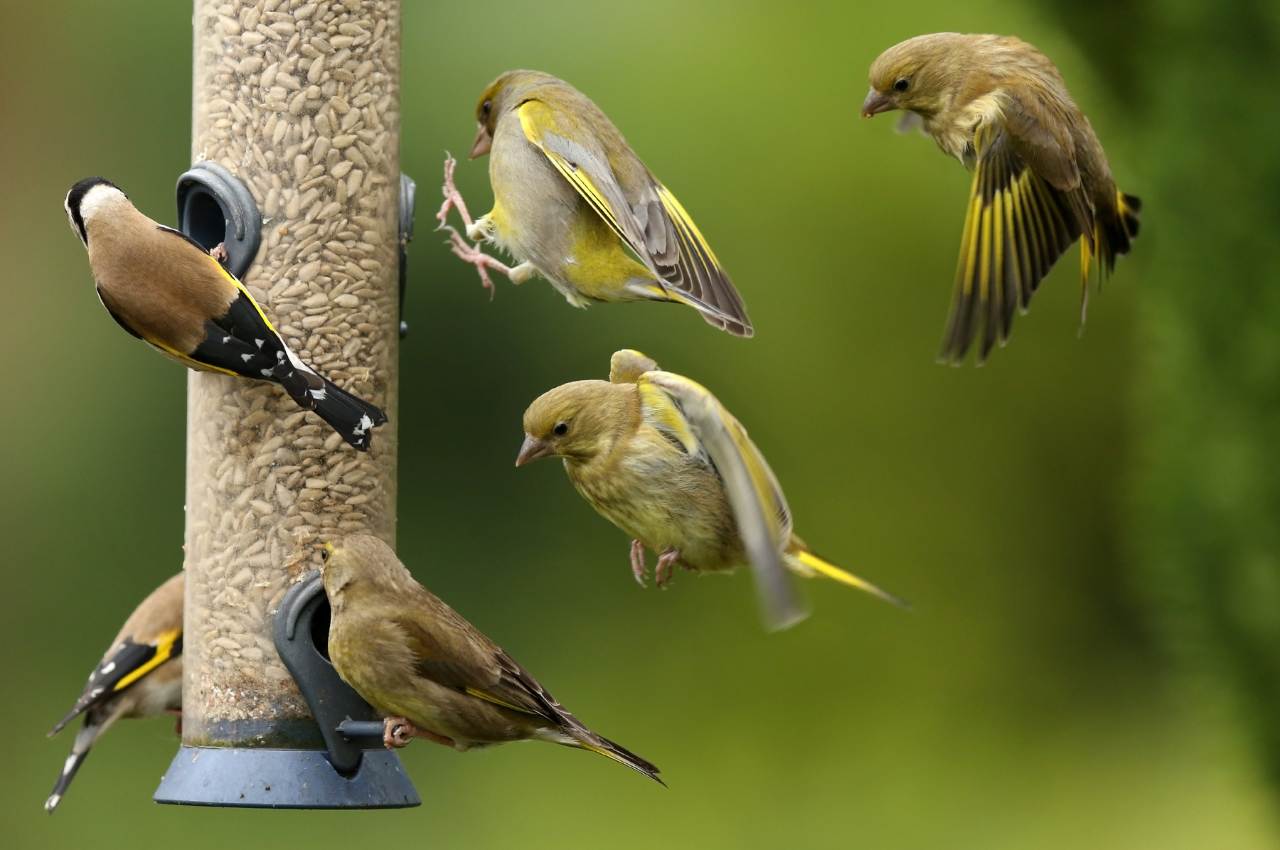 12 Common Garden Birds; How to Attract More Birds to Your Garden